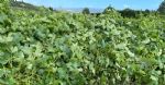 Les vignes du vignoble en vente dans le Languedoc