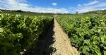 Vue des vignes du vignoble Bio Languedoc