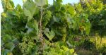 Vue des vignes vignes du vignoble à vendre en Languedoc