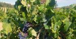 Vignes du vignoble à vendre en Languedoc