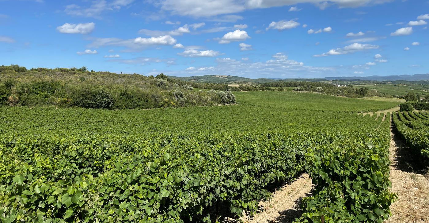 Vignoble Bio à vendre en Languedoc.