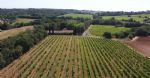 Vue générale des vignes du domaine agro-touristique à la vente dans le Languedoc