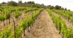 Vignoble en AOP muscat de Rivesaltes, sur la commune de Fitou