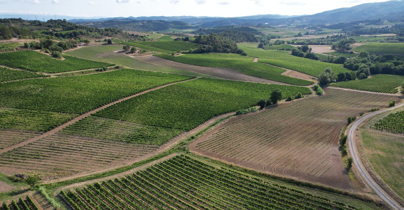 Vue aérienne des vignes du domaine viticole en Languedoc