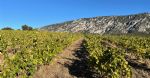 Vignoble en Occitanie en culture biologique