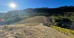 Magnifique vignoble en Roussillon situé sur de très beaux terroirs de schistes