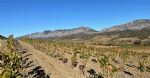 Vignoble dans les Pyrénées orientales en région Occitanie