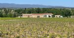Vue des vignes du domaine viticole en vente, dans le Languedoc