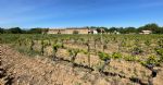 Vue des vignes du domaine viticole en vente dans le Languedoc