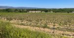 Vue des vignes du domaine viticole en vente dans le Languedoc