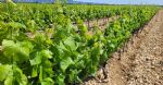 Vue des vignes de la société négoce en vin du Languedoc