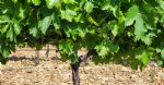Vignes société négoce du vin du Languedoc