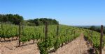 Vigne du domaine viticole Bio dans le Languedoc