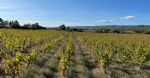 Vignes du domaine viticole dans l'Hérault