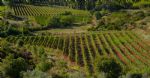 Les vignes du domaine viticole Bio à vendre en Languedoc