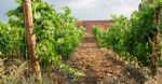 Les vignes du domaine viticole Bio dans l'Hérault
