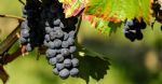 Les cépages rouges du domaine viticole en Languedoc