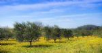 Champs d'oliviers du domaine viticole en Languedoc