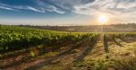 Vue des vignes du domaine viticole et oleicole en Languedoc