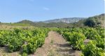 Vignes domaine viticole Pyrénées Orientales
