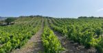 Vignes domaine viticole Pyrénées Orientales