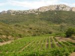 Vignoble en AOP Côtes du Roussillon