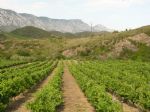 Vignoble avec une grande palette d'appellations du Roussillon