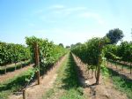 Vigne de la propriété viticole dans l'Hérault à vendre