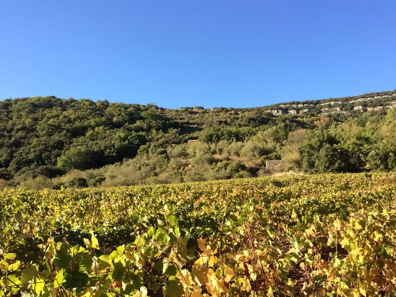 Hérault